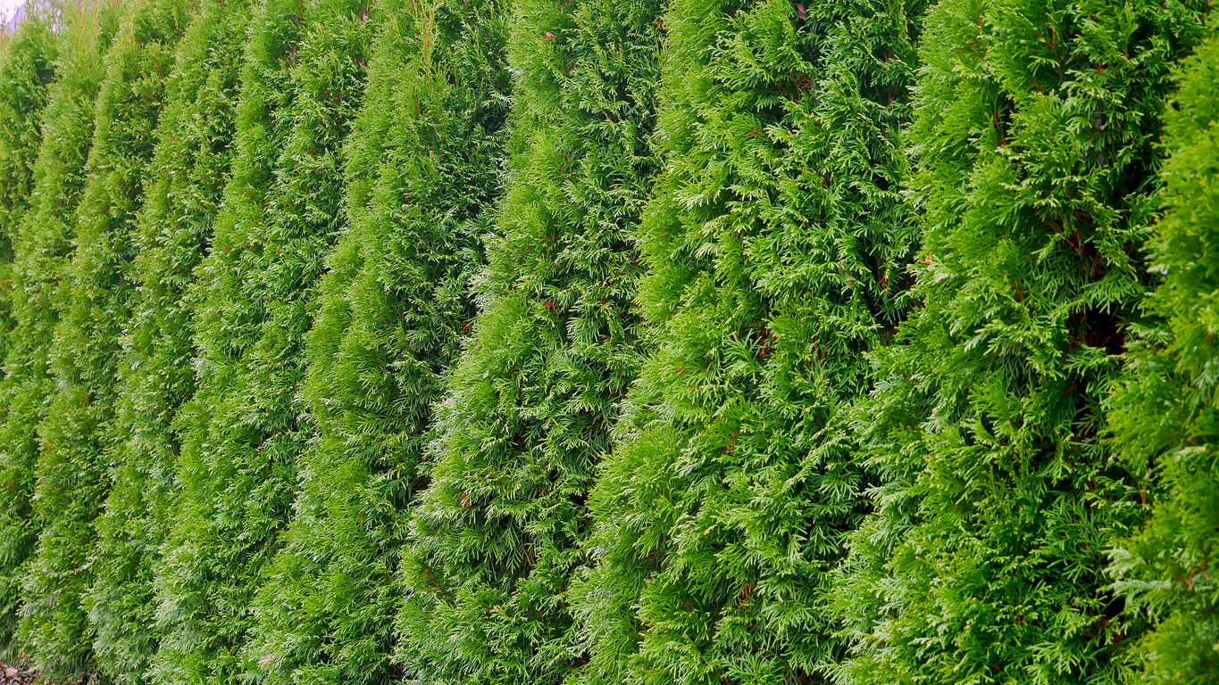 privacy landscaping Minnesota