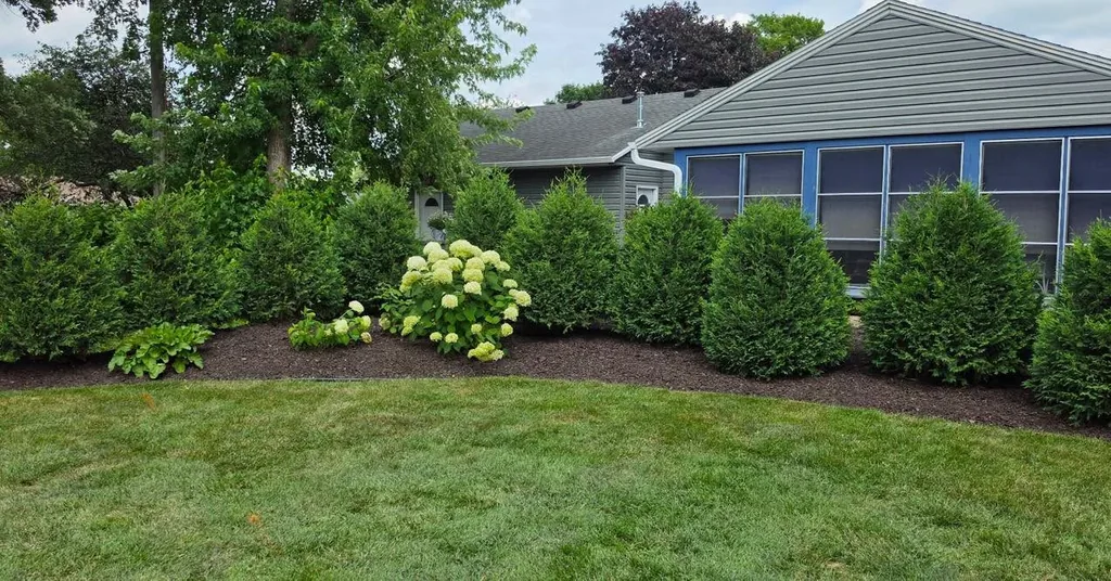 Finished foundation planting bed with evergreen shrubs and flowering hydrangeas